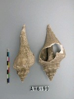 藏品(螺類)的圖片